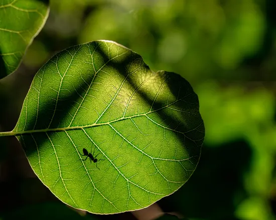 คาร์บอนไดออกไซด์ CO2